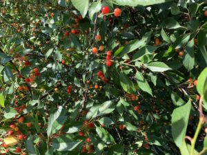 About Gardening Chronicle